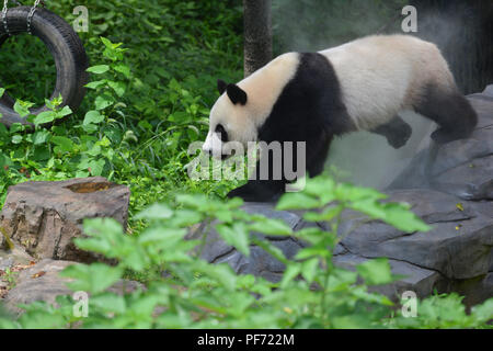 Nanjin, Nanjin, Chine. 20e Août, 2018. Nanjing, Chine-Un adorable Panda au Zoo de la forêt de Hongshan à Nanjing, Jiangsu Province de Chine orientale. Crédit : SIPA Asie/ZUMA/Alamy Fil Live News Banque D'Images
