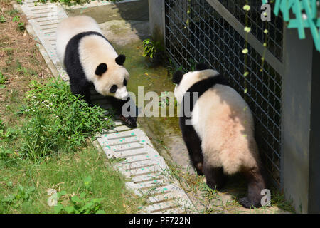 Nanjin, Nanjin, Chine. 20e Août, 2018. Nanjing, Chine-Adorable pandas au Zoo de la forêt de Hongshan à Nanjing, Jiangsu Province de Chine orientale. Crédit : SIPA Asie/ZUMA/Alamy Fil Live News Banque D'Images