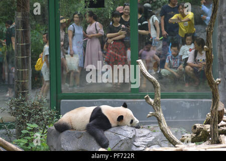 Nanjin, Nanjin, Chine. 20e Août, 2018. Nanjing, Chine-Un adorable Panda au Zoo de la forêt de Hongshan à Nanjing, Jiangsu Province de Chine orientale. Crédit : SIPA Asie/ZUMA/Alamy Fil Live News Banque D'Images