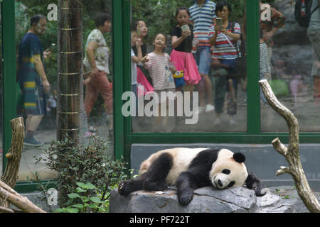 Nanjin, Nanjin, Chine. 20e Août, 2018. Nanjing, Chine-Un adorable Panda au Zoo de la forêt de Hongshan à Nanjing, Jiangsu Province de Chine orientale. Crédit : SIPA Asie/ZUMA/Alamy Fil Live News Banque D'Images