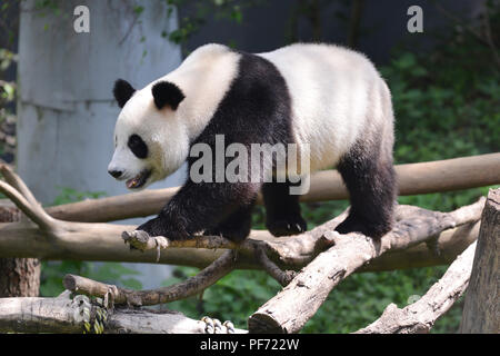 Nanjin, Nanjin, Chine. 20e Août, 2018. Nanjing, Chine-Un adorable Panda au Zoo de la forêt de Hongshan à Nanjing, Jiangsu Province de Chine orientale. Crédit : SIPA Asie/ZUMA/Alamy Fil Live News Banque D'Images
