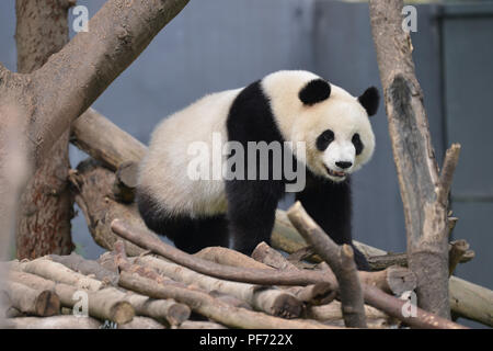Nanjin, Nanjin, Chine. 20e Août, 2018. Nanjing, Chine-Un adorable Panda au Zoo de la forêt de Hongshan à Nanjing, Jiangsu Province de Chine orientale. Crédit : SIPA Asie/ZUMA/Alamy Fil Live News Banque D'Images