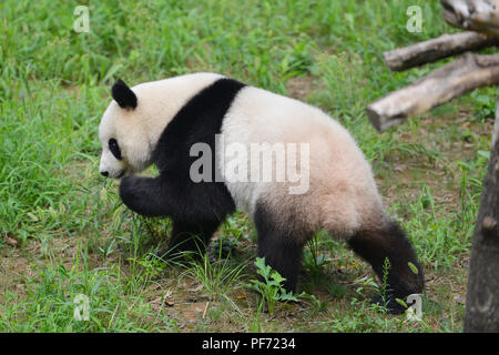 Nanjin, Nanjin, Chine. 20e Août, 2018. Nanjing, Chine-Un adorable Panda au Zoo de la forêt de Hongshan à Nanjing, Jiangsu Province de Chine orientale. Crédit : SIPA Asie/ZUMA/Alamy Fil Live News Banque D'Images