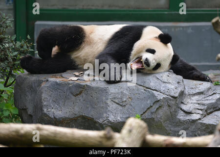 Nanjin, Nanjin, Chine. 20e Août, 2018. Nanjing, Chine-Un adorable Panda au Zoo de la forêt de Hongshan à Nanjing, Jiangsu Province de Chine orientale. Crédit : SIPA Asie/ZUMA/Alamy Fil Live News Banque D'Images