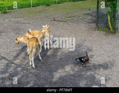 Groupe de jeunes petits animaux cerf et un canard brun noir Banque D'Images