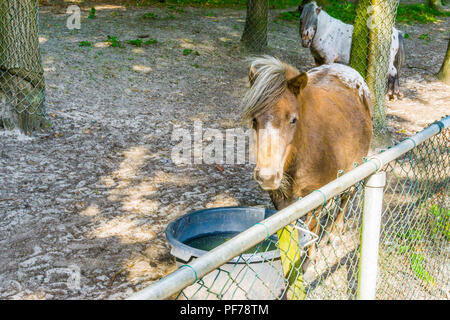 Poney orange marron en étroite jusqu'à la vers la caméra Banque D'Images