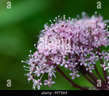 Close Up Of Wild Rose Fleurs Ombelle Angelica Banque D