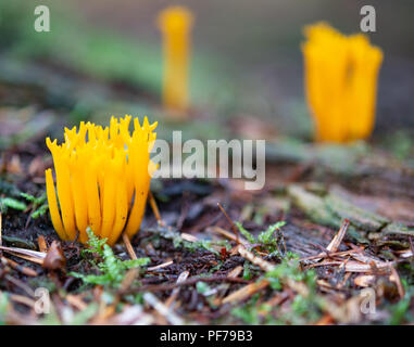 Stagshorn les champignons dans les bois Banque D'Images