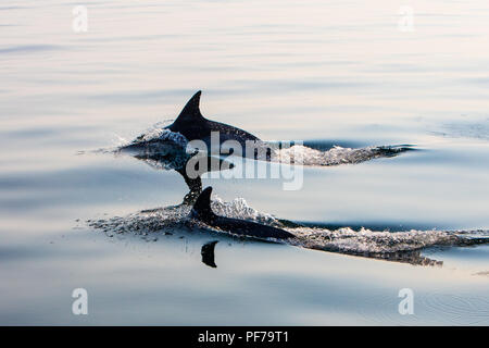 Une paire d'Short-Beaked agile et rapide des dauphins communs, Delphinus delphis, nager dans l'océan Atlantique Nord au large de Cape Cod, au Massachusetts. Banque D'Images