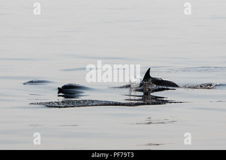 Short-Beaked agile et rapide des dauphins communs, Delphinus delphis, nager dans l'océan Atlantique Nord au large de Cape Cod, au Massachusetts. Banque D'Images