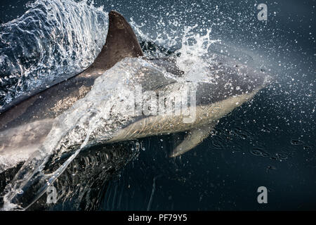 Un Short-Beaked rapide et agile dauphin commun, Delphinus delphis, nage dans l'océan Atlantique Nord au large de Cape Cod, au Massachusetts. Banque D'Images