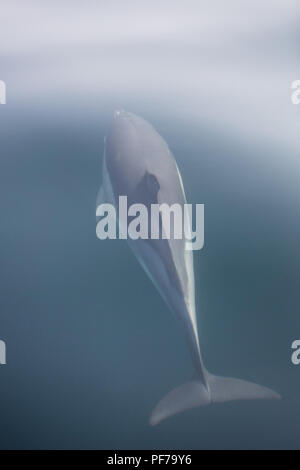 Un Short-Beaked rapide et agile dauphin commun, Delphinus delphis, nage dans l'océan Atlantique Nord au large de Cape Cod, au Massachusetts. Banque D'Images