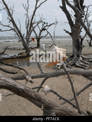 Coquilles de buccin ornent les arbres morts de Botany Bay sur l'île de Edisto Caroline du Sud : le réchauffement climatique - la montée du niveau de la mer - l'érosion des plages - un ouragan Banque D'Images
