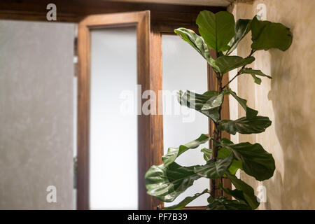 Plante d'intérieur dans la salle de séjour lumineuse, stock photo Banque D'Images