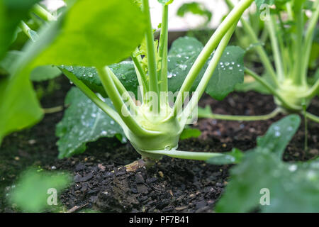 Close up of kohlrabi ampoule - brassica maraîchage au lit de jardin avec une faible profondeur de champ Banque D'Images