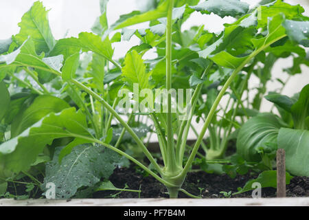 Les légumes verts feuillus - Brassica croissant dans lit de jardin - chou-rave et le chou chinois (pak choi/bok choy) Banque D'Images