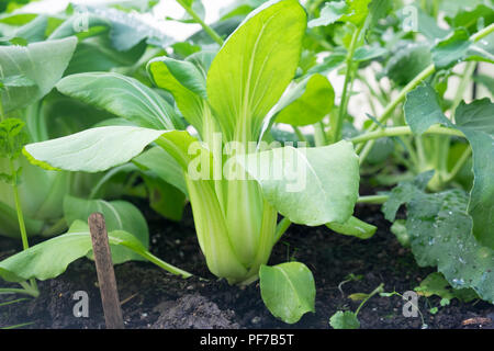 Le Bok choy - également connu sous le nom de pak choi, pok choi ou chou chinois - de plus en plus de patch de Brassica lit de jardin dans le sol Banque D'Images