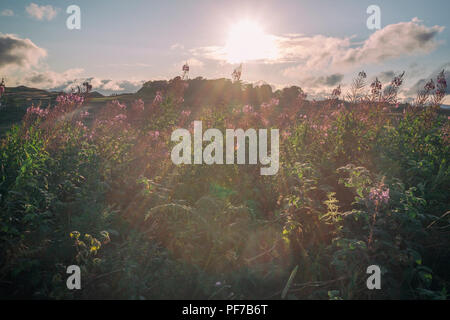 Rosebay Willowherb Épilobe ou Banque D'Images