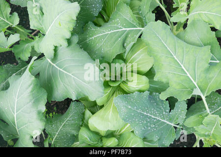 Lit de jardin de légumes crucifères chou-rave : Feuilles et pak choi (aussi connu comme bok choi ou chou chinois) de plus en plus avec des gouttelettes de pluie Banque D'Images