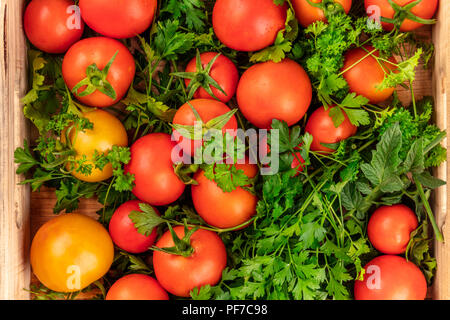 Une photo prise à la verticale de beaucoup de tomates biologiques fraîchement recueillies avec le persil dans une caisse Banque D'Images