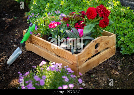 Le jardinage. Outils de jardin et plantes magnifiques plein de caisse prêts pour la plantation. Œuvres de Spring Garden Concept. Aménagement paysager jardin petit démarrage d'entreprise. Banque D'Images