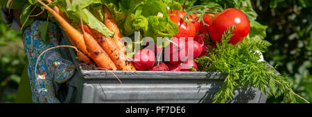 Méconnaissable female farmer holding caisse pleine de légumes fraîchement récoltés dans son jardin. Homegrown bio produit concept. L'avenir de la vie banne Banque D'Images
