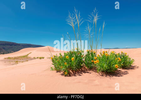 Des fleurs dans le désert Banque D'Images