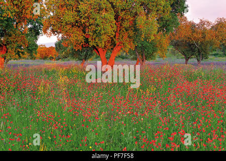 Chêne-liège entouré d'herbe verte et des fleurs sauvages Banque D'Images