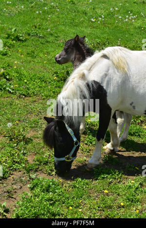 Jument et poulain Paint horse mini dans un pâturage dans le comté de Lancaster. Banque D'Images