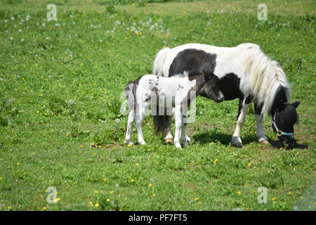 Le noir et blanc mini mare et colt debout dans un pâturage de graminées. Banque D'Images