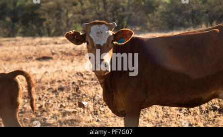 Vache brune avec front blanc debout dans une prairie sèche, terre du bétail dans l'outback, l'Australie Banque D'Images