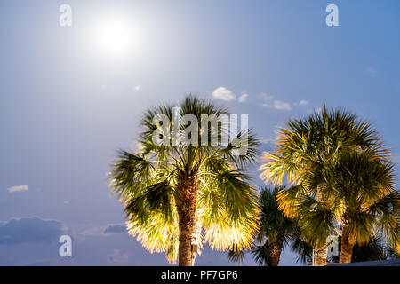 Silhouette de palmiers feuilles isolées jusqu'à la bleu ciel de nuit contre de Naples, en Floride avec la pleine lune brillant brillant, longue exposition du vent Banque D'Images