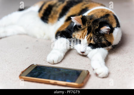 Gros plan du visage de chat calico dormir à regarder au téléphone cellulaire mobile smartphone écran vidéo d'oiseaux et d'animaux sur la moquette à l'intérieur intérieur h Banque D'Images