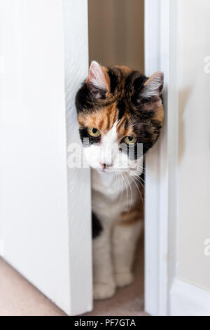 Funny expression mignon visage femelle chat calico entrant prix poussant porte de passage avec la tête, méfait coupable kitty sur tapis dans la maison dans maison, gr Banque D'Images