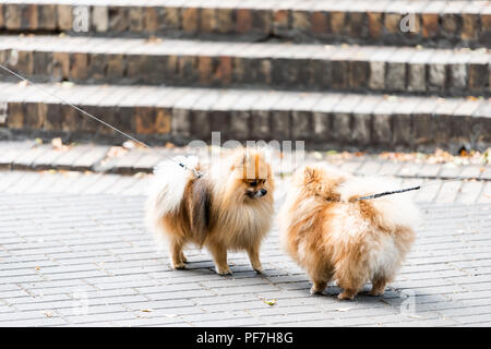 Deux races de chien Pomeranian drôles sur park en laisse à la recherche à l'autre copie miroir des petits chiens de race à Kiev, Ukraine street Banque D'Images