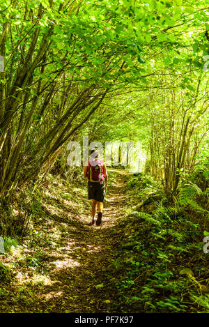 Walker sur sentier ombragé près de Broughton in Furness dans le Lake District Banque D'Images