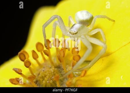 Sur spider blanc macro fleur jaune Banque D'Images