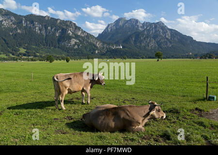 Vaches dans un pré avec les châteaux Neuschwanstein et Hohenschwangau en arrière-plan, Schwangau, Allgaeu, Bavaria, Germany Banque D'Images