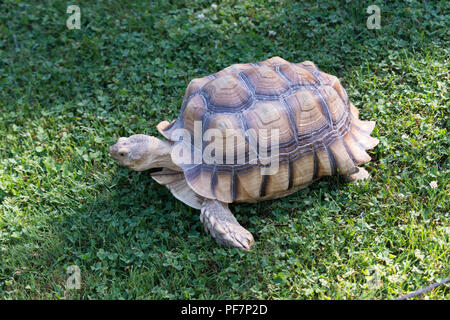 Une tortue marchant tranquillement à l'herbe Banque D'Images