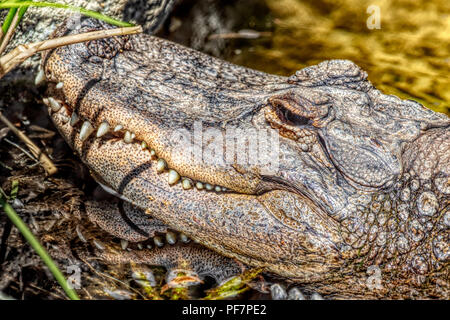 Alligator Alligator mississippiensis - spécimen en captivité. Obtenus illégalement. Impossible d'être libérés. Banque D'Images