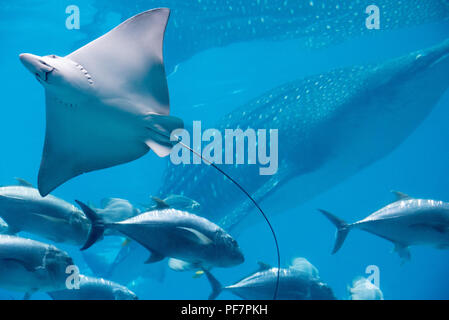 Spotted Eagle Ray et massif requin-baleine à l'Aquarium de Géorgie dans le centre-ville d'Atlanta, Géorgie. (USA) Banque D'Images