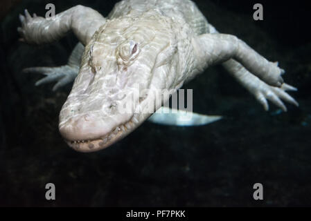 Alligator albinos à l'Aquarium de Géorgie à Atlanta, Géorgie. (USA) Banque D'Images