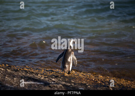 Pingouins africains marcher sur la plage de l'océan pour nager avec la famille il y a Banque D'Images