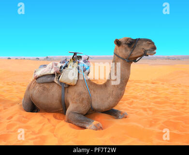 Camel en désert du Sahara, le Maroc. Dromadaire chameau couché au repos sur le sable. Sur fond de ciel bleu Banque D'Images