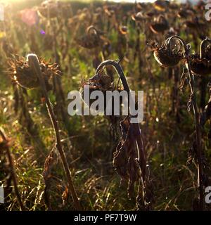 Gros plan sur les tournesols sauvages dans le champ sous la lumière du soleil Banque D'Images