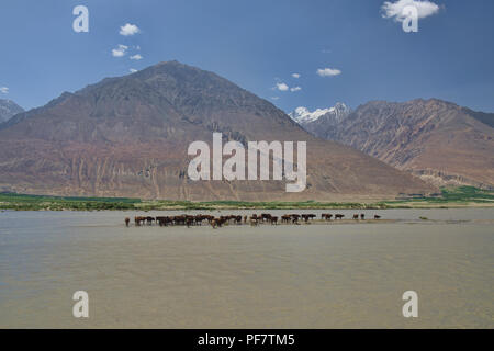 Le passage du bétail dans la rivière Panj Vallée de Wakhan entre l'Afghanistan et le Tadjikistan Banque D'Images