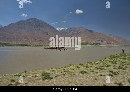 Le passage du bétail dans la rivière Panj Vallée de Wakhan entre l'Afghanistan et le Tadjikistan Banque D'Images