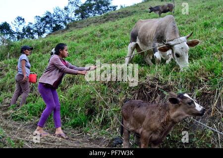 La traite des vaches à la frontière de l'Equateur - ZUNGA -San Ignacio- département de Cajamarca au Pérou. Banque D'Images