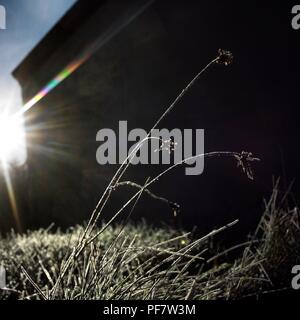 Close up sur d'herbe couverte de givre. Banque D'Images