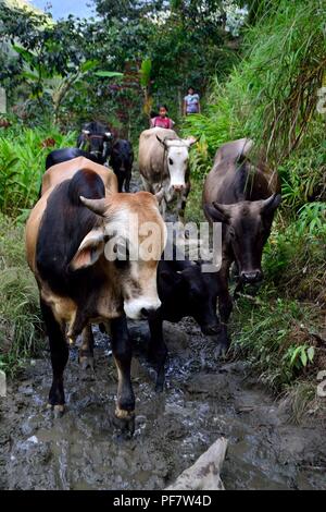 La traite des vaches à la frontière de l'Equateur - ZUNGA -San Ignacio- département de Cajamarca au Pérou. Banque D'Images